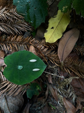 KUÂN KUÂN 綠植系列 葉片耳環 純銀