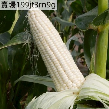 現貨🌽【白龍王玉米種子】（50粒）🌽 高產矮杆大棒四季播玉米種子 超甜香糯玉米種子 爆漿奶白玉米農家高產可生吃水果玉米