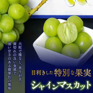 ＜2024年先行予約＞大房『シャインマスカット』 山梨県産ぶどう 青秀品 2房 計約1.2kg 化粧箱入 ※冷蔵 JAふえふき 203-009