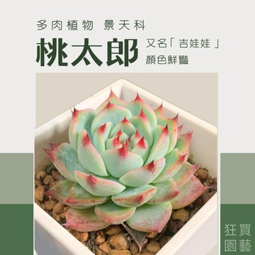 [狂買園藝] 多肉植物 桃太郎(吉娃娃) 3寸盆 🍑 /景天科/小品盆栽/仙人掌/送禮小物/婚禮小物