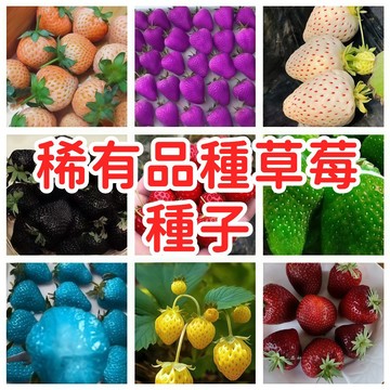 🥬🥑現貨速發 【稀有品種草莓種子】高發芽率 居家陽台盆栽 水果種籽 簡易種植 有機栽培 新手適用 園藝樂趣