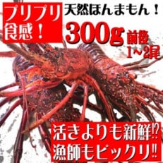 年末年始用!活き〆伊勢海老300g前後(1～2尾)天然高知県産(誰でも簡単説明書付き)