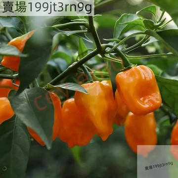現貨🌶️【哈瓦那橙色辣椒種子】（100粒）新種上市 （辣）高度約為100-120 CM 果實芳香 高產可觀賞可食用辣椒種