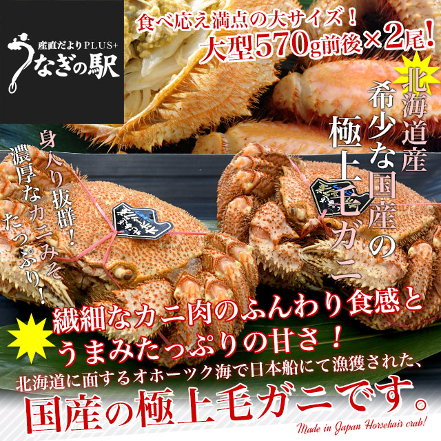 北海道より直送 北海道産 「浜ゆで 毛ガニ」大型570g前後×2尾入　送料無料　かに カニ 毛ガニ 毛がに 毛蟹 ギフト