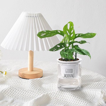 植栽 室內盆栽 窗孔龜背芋 懶人盆栽