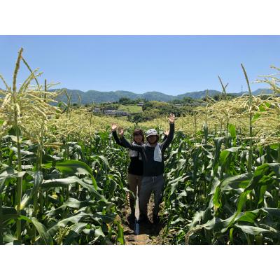 ふるさと納税 韮崎市 山梨県とよとみ産　朝採りとうもろこし「ゴールドラッシュ」　10本