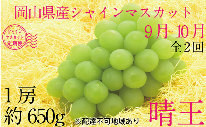 ぶどう 2024年 先行予約 9月・10月発送 シャイン マスカット 晴王 1房 約650g ブドウ 葡萄  岡山県産 国産 フルーツ 果物 ギフト