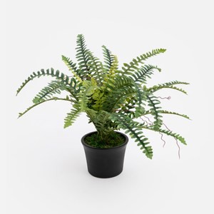 艾禮思擬真盆栽高山羊齒5吋