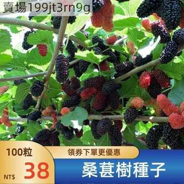 現貨🐸桑葚樹種子（1000粒）紅桑葚 黑桑葚 長果桑葚 長白桑葚 水果種子 酸甜可口 四季陽台庭院盆栽種植 高產水果種子