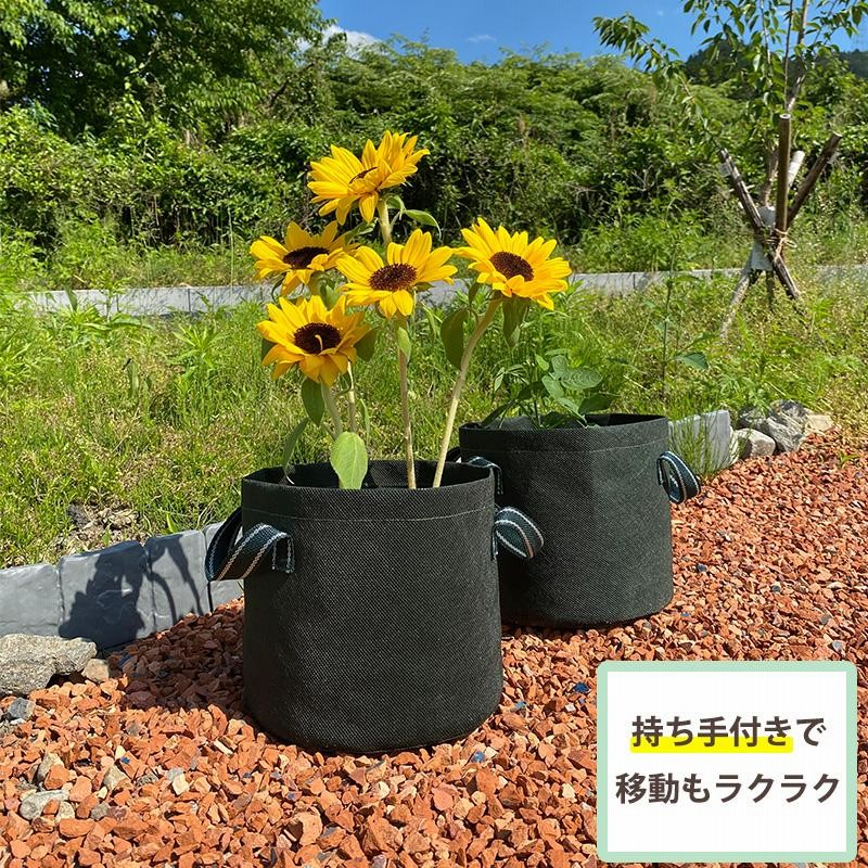 ポポーの植木(7寸不織布ぽっと)今年で販売最後、送料込み