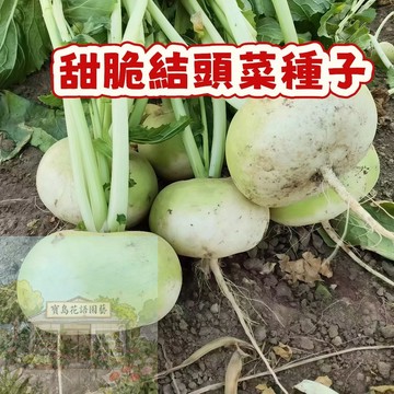 🔥台灣現貨 （甜脆結頭菜種子）四季種植  根莖類種子 甜度高 品質好  超高發芽率  秋冬栽種 #蔬菜種子