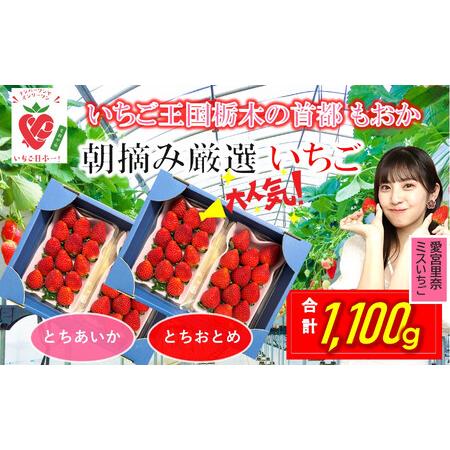 ふるさと納税 いちご とちおとめ・とちあいか 1.1kg 食べ比べ セット 栃木県真岡市