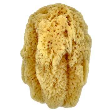 希臘海綿 FI455 細質 4.5-5吋 #2456 天然海綿  黃色  1個