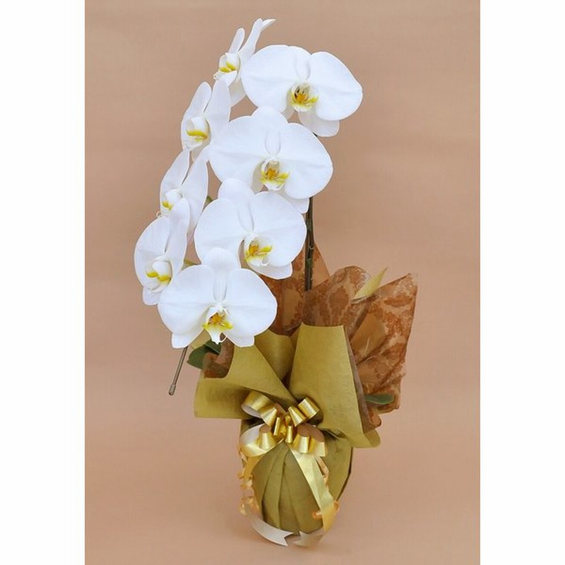 胡蝶蘭 1本立ち 白 大輪 7輪以上 華やか 豪華 ギフト 御祝い 誕生日プレゼント 結婚祝い 出産祝い 引越祝い 合格祝い 花 アレンジ 鉢植え 通販 Lineポイント最大0 5 Get Lineショッピング