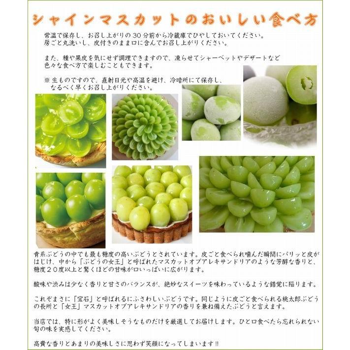 シャインマスカット「晴王」岡山県産  1房 約600g〜700g 9月上旬〜出荷 順次出荷致します。数量限定