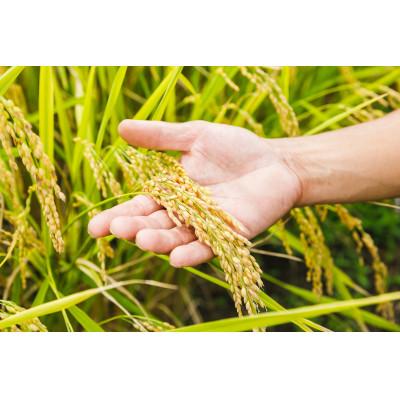 ふるさと納税 米沢市 令和5年産　特別栽培米棚田米コシヒカリ 5kg×2袋