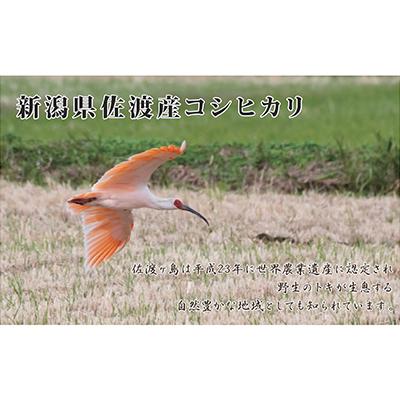 ふるさと納税 佐渡市 《無洗米》新潟県佐渡産コシヒカリ30kg全3回