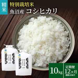 ふるさと納税 定期便 12ヶ月 連続お届け 特別栽培米 魚沼産コシヒカリ（精米）10kg 新潟県魚沼市