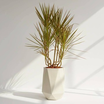 千年木 幾何白盆 落地盆栽 大盆栽 開幕送禮 喬遷禮物 植栽 辦公