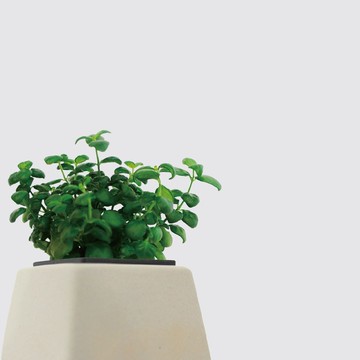│ 方盆系列 │ 彈簧草 - 室內植物 水耕盆栽 陶瓷盆器