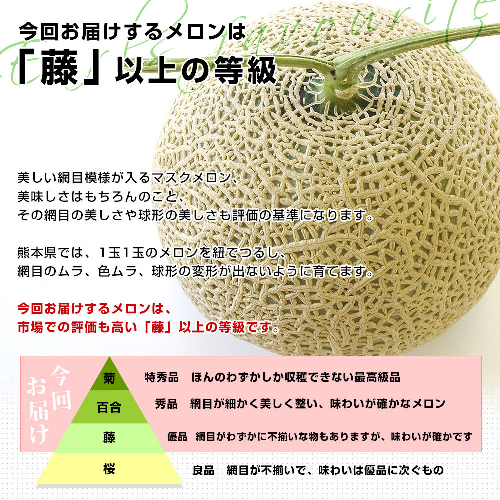 熊本県産 アールスメロン　約3.5キロ 化粧箱(２玉入り) 送料無料 めろん JA熊本市 JA鹿本 JA熊本うき　御歳暮 ギフト