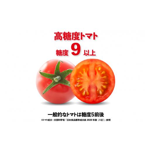 ふるさと納税 愛知県 常滑市 トマト好きが、恋をする。　1kg×2　金赤トマトミニ
