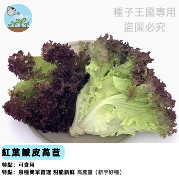 紅葉皺皮萵苣種子 萵苣 生菜種籽 皺葉萵苣 紅火焰 紫葉生菜 台灣現貨 四季可播 陽台盆栽 家庭菜園 容易栽種