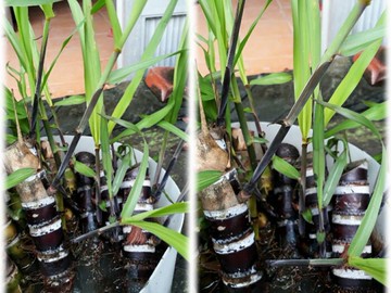 紅甘蔗苗 每株 50元