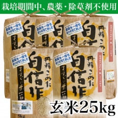 玄米 農薬不使用(栽培期間中)  福岡県芦屋町産コシヒカリ 〈玄米〉25kg