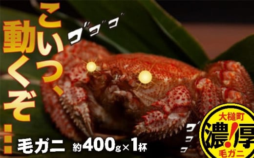 三陸産！活毛ガニ(400g×1杯(1尾))　天然 国産 冷蔵 三陸直送 濃厚 かに 蟹 カニ 毛ガニ 毛蟹 毛がに