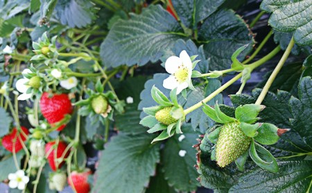 佃農園のこだわり完熟 古都華 