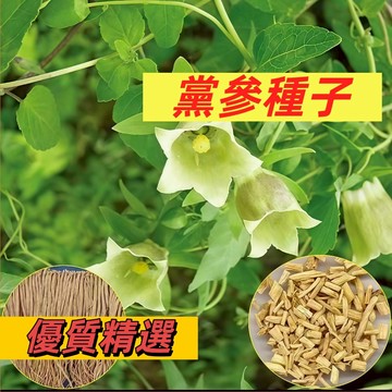 （現貨速發）黨參種子 野生黃參黨參種籽北方中藥材春季播 陽台盆栽野菜籽種 輪葉黨參食用藥材種子