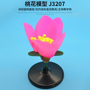 桃花模型 J3207初中、高中生物實驗器材 中學教學儀器