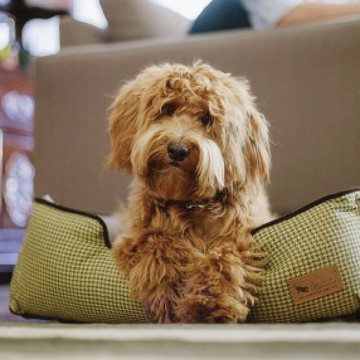 【預購】【頂級寵物床墊】千鳥格紋 寵物四邊床組 (2色/4尺寸)