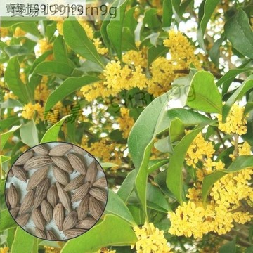 現貨 桂花種子（50粒） 丹桂種子 桂花樹  香飄滿院子 可盆栽地 超級好養耐乾旱植物種子 濃香型花卉 一年輪番多茬開花