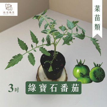 【拈花微笑】綠寶石番茄｜3吋｜菜苗｜料理｜食用蔬菜｜調味料｜烹飪｜有機｜蔬果