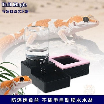 🔥限時優惠🔥守宮食盆水盆豹紋肥尾瘤尾自動 喂水器 餵食防逃盆爬蟲爬寵用品