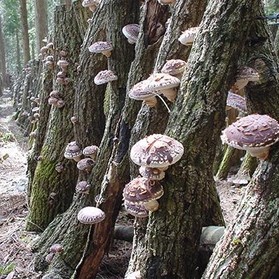 ふるさと納税 九重町 　花どんこ(乾しいたけ)250g