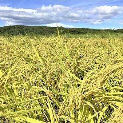 ふるさと納税 七尾市 令和5年産　石川県能登産こしひかり　玄米10kg(10kg×1袋)