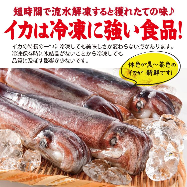 お歳暮 バーベキューセット 海鮮 BBQセット 日本海 するめいか 8杯 船凍イカ