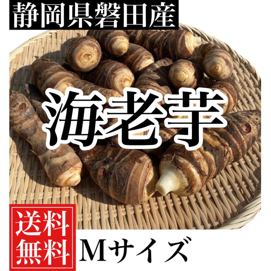 静岡県磐田産　海老芋Mサイズ5キロ(約20個から26個入り) 送料無料！