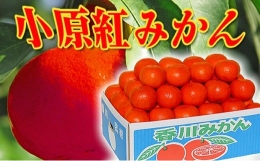 香川県のオリジナル品種 小原紅早生みかん約5kg×2箱