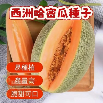 🔥熱銷 西洲哈密瓜種子 香瓜種子 營養豐富 超甜 多款哈密瓜種子   四季種植水果種子 香甜濃郁 超實惠價🍈