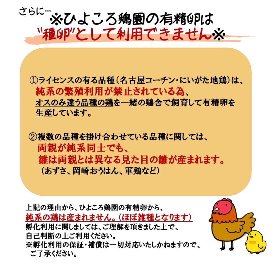 色鶏たまごセット〈烏骨鶏・軍鶏・にいがた地鶏・名古屋コーチン・おうはん〉各2個・計10個