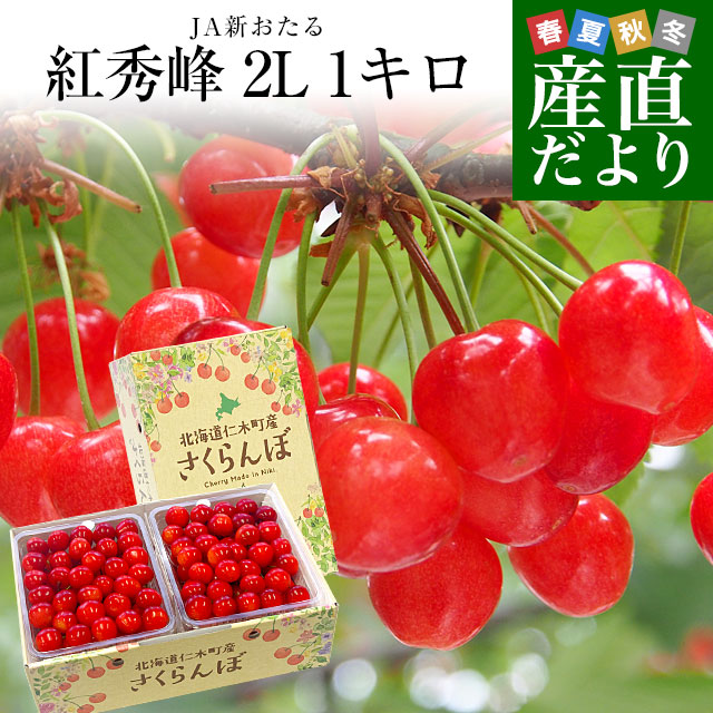 北海道から産地直送 JA新おたる 仁木町のさくらんぼ（紅秀峰） 秀品 2L