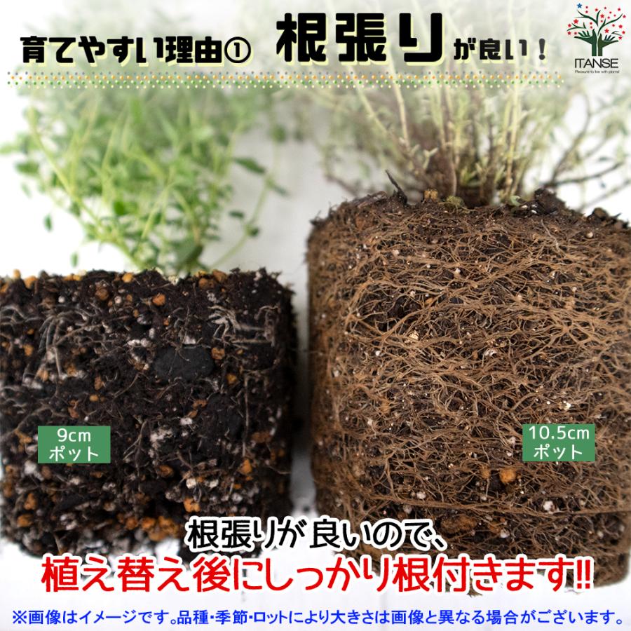 ハーブ苗 レモングラス ラベンダーの苗 herb ハーブ ガーデニング 家庭菜園