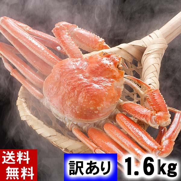 (送料無料) 訳あり 活ズワイガニ 2尾入りで合計1.6kg 活ズワイガニわけあり価格。茹でたてなら到着後、すぐ食べられる未冷凍のずわい蟹。松葉蟹