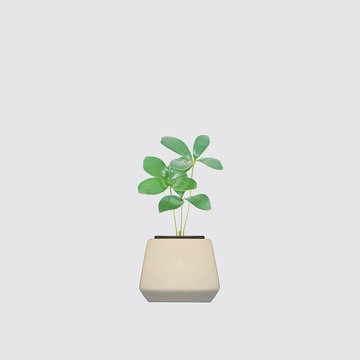 │ 方盆系列 │ 幸運鐵樹 - 送禮植物  陶瓷盆器 水耕盆栽