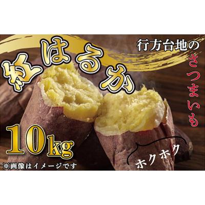 ふるさと納税 行方市 無選別　行方台地のさつまいも　紅はるか10kg 全4回