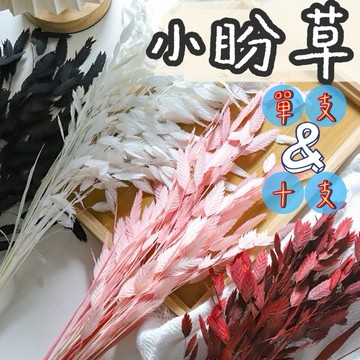 【璟采職人】永生小盼草 蘆葦 羽毛草 石草 麥穗草 進口乾燥尤加利葉 茶樹葉 永生葉材 帶果尤加利葉 小束裝 乾燥花材